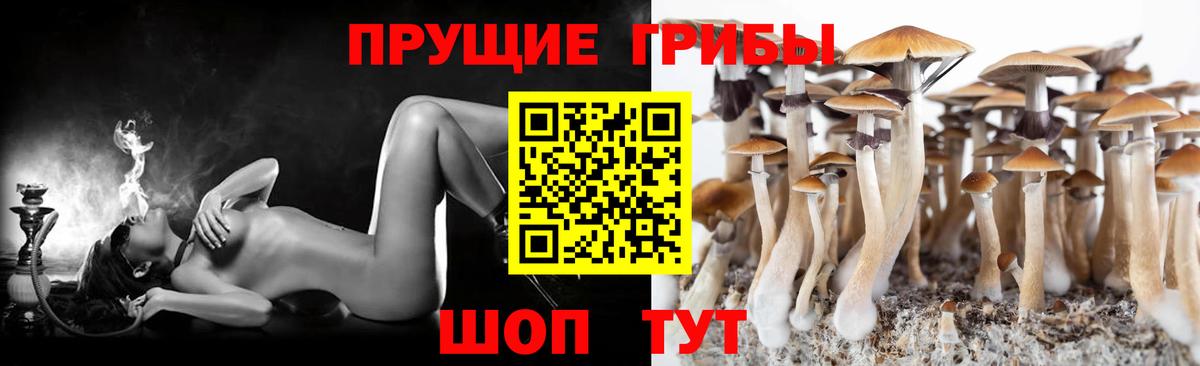 Димитровград  Псилоцибиновые грибы Psilocybe  Вход с VPN 